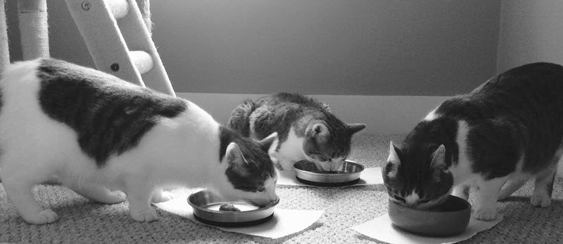 Chow time for Smudge, Peanut, & Smokey (pictured left to right).