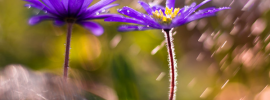 https://www.flickr.com/photos/theocrazzolara/49941261186/